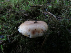 Russula crassotunicata