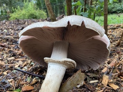 Agaricus hondensis