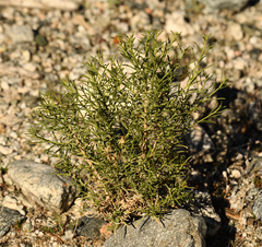 Ericameria paniculata