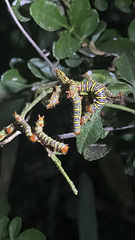 Didugua argentilinea