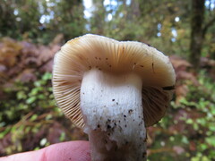 Russula crassotunicata