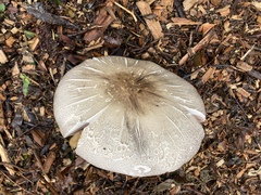 Agaricus hondensis