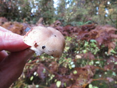 Russula crassotunicata
