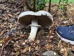 Agaricus hondensis