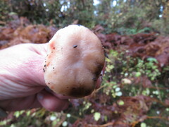 Russula crassotunicata