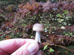 Russula crassotunicata