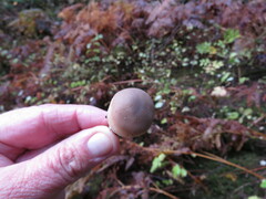 Russula crassotunicata