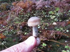 Russula crassotunicata