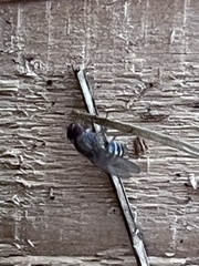 Drosophilidae