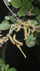 Didugua argentilinea