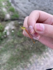 Ceriagrion auranticum