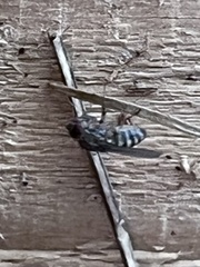 Drosophilidae
