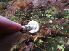 Russula crassotunicata