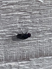 Drosophilidae