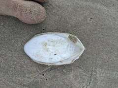 Sepia mestus