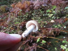 Russula crassotunicata
