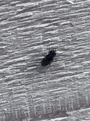 Drosophilidae