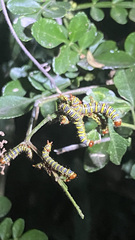 Didugua argentilinea