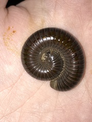 Watichelus