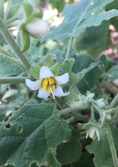Solanum hirtum