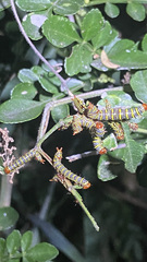 Didugua argentilinea