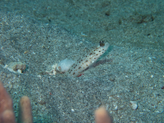 Ctenogobiops aurocingulus