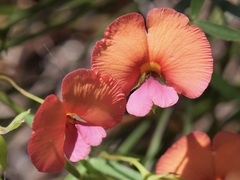 Gompholobium polymorphum