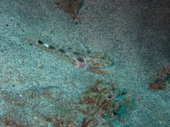Fusigobius inframaculatus