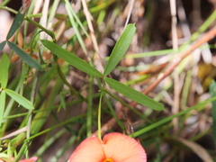 Gompholobium polymorphum