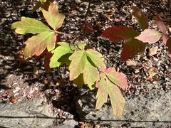 Acer griseum