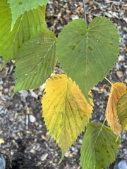 Davidia involucrata