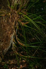 Maxillaria