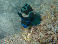 Tambja morosa