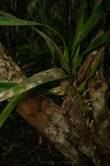 Encyclia alata