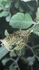 Didugua argentilinea