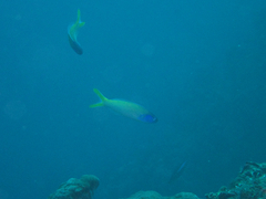 Hoplolatilus starcki