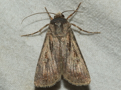 Agrotis munda