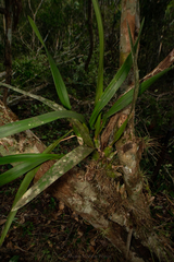 Encyclia alata