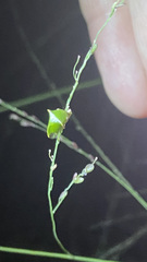 Stictolobus arcuatus