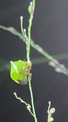 Stictolobus arcuatus