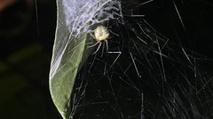 Phonognatha graeffei