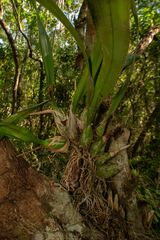 Encyclia alata