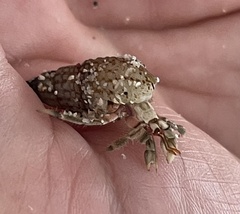 Coenobita