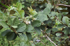 Psidium guineense