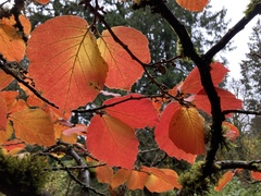 Hamamelis × intermedia