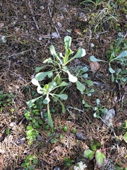 Solidago spathulata