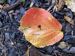 Hamamelis × intermedia