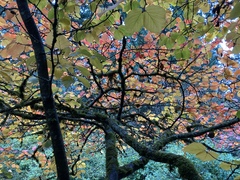 Hamamelis × intermedia