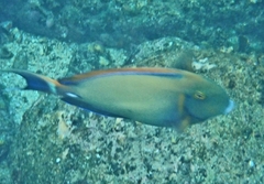Acanthurus dussumieri