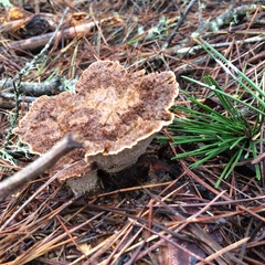 Phellodon tomentosus